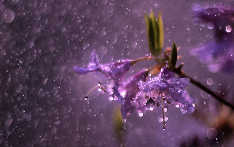 Purple Flower in Rain — Serene