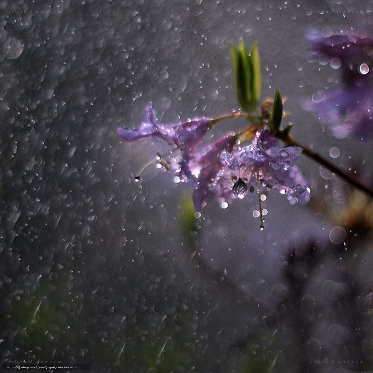 Purple flower in rain