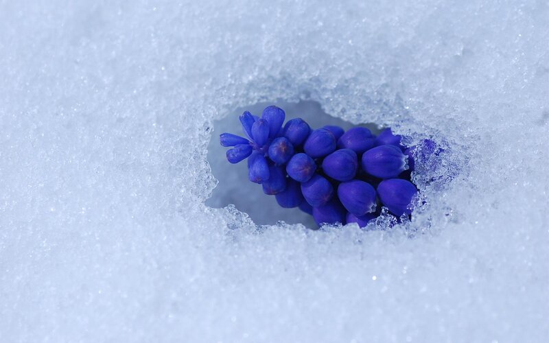 Purple Flower in Snow — Blue, Serene
