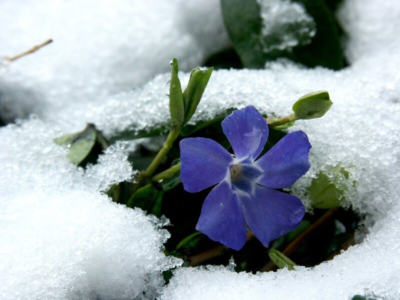 Purple Flower in Snow — Blue