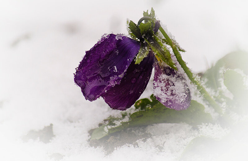 Purple Flower in Snow — Calm