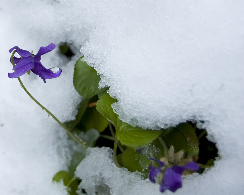 Purple Flower in Snow — Resilient