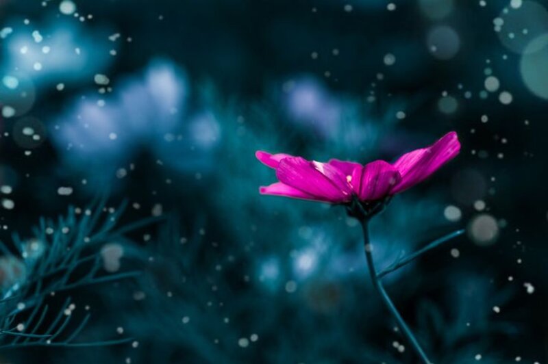 Purple Flower in Snow — Serene, Night