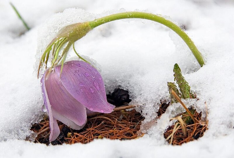 Purple Flower in Snow — Serene, Winter