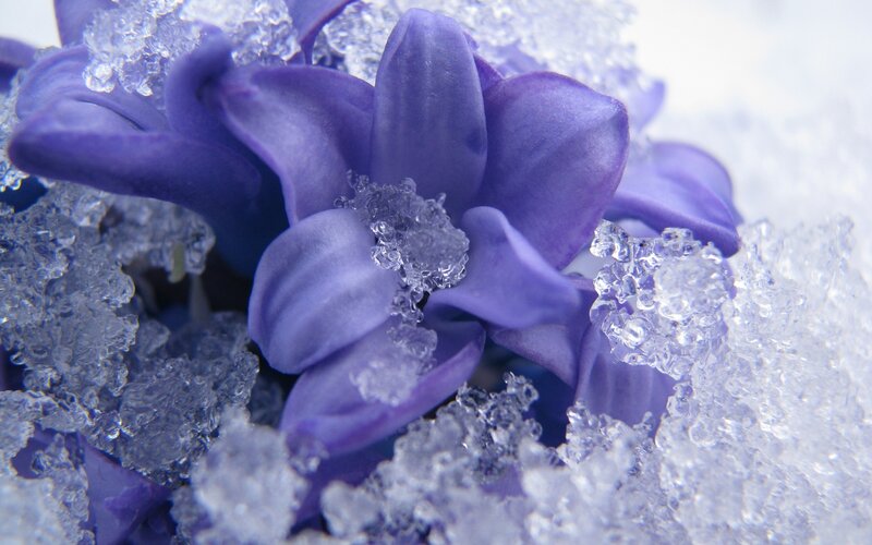 purple flower in snow