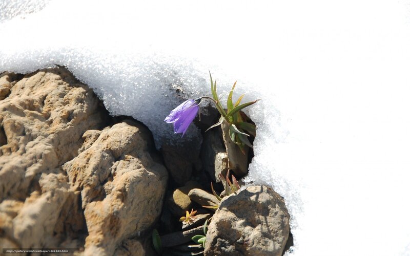 Purple Flower in Snow — White