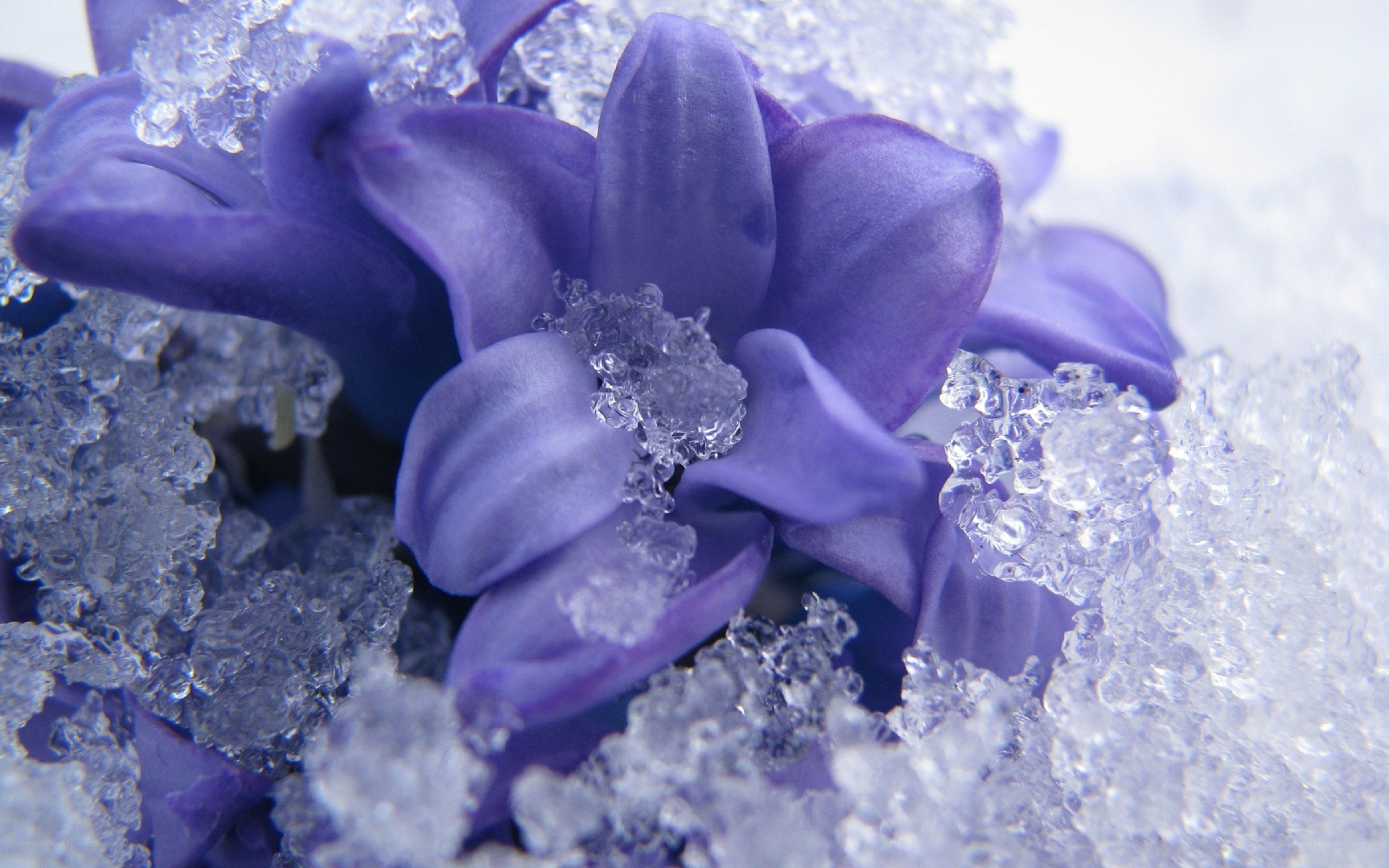 purple flower in snow