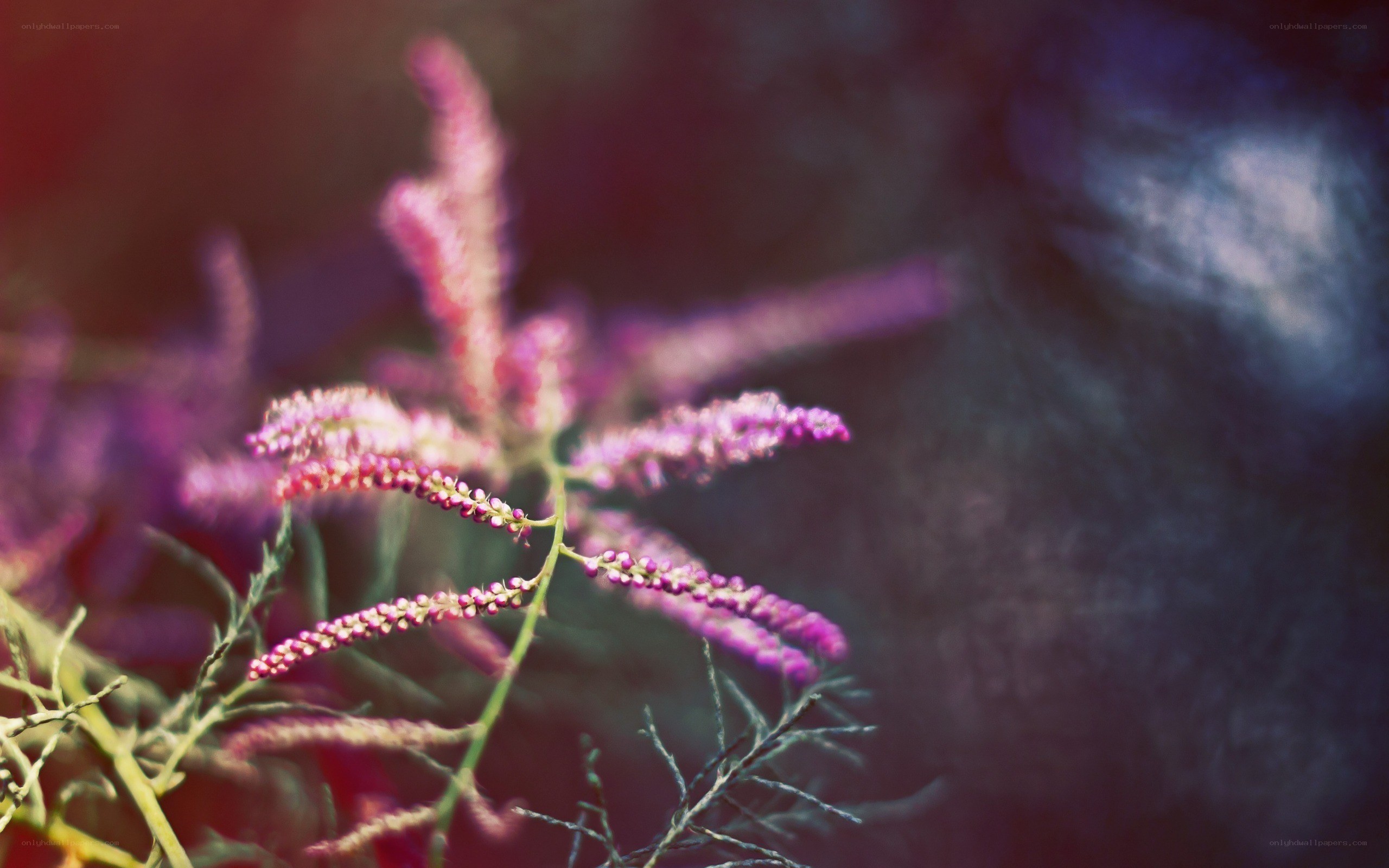 purple flower in soft focus