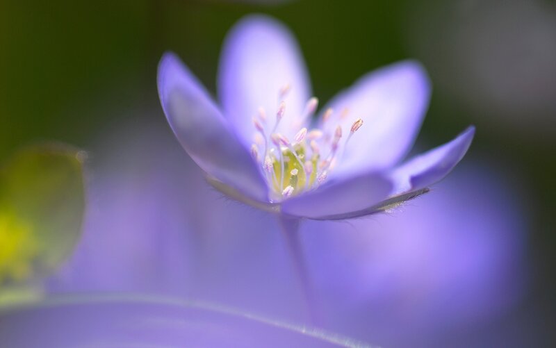 Purple flower in soft focus