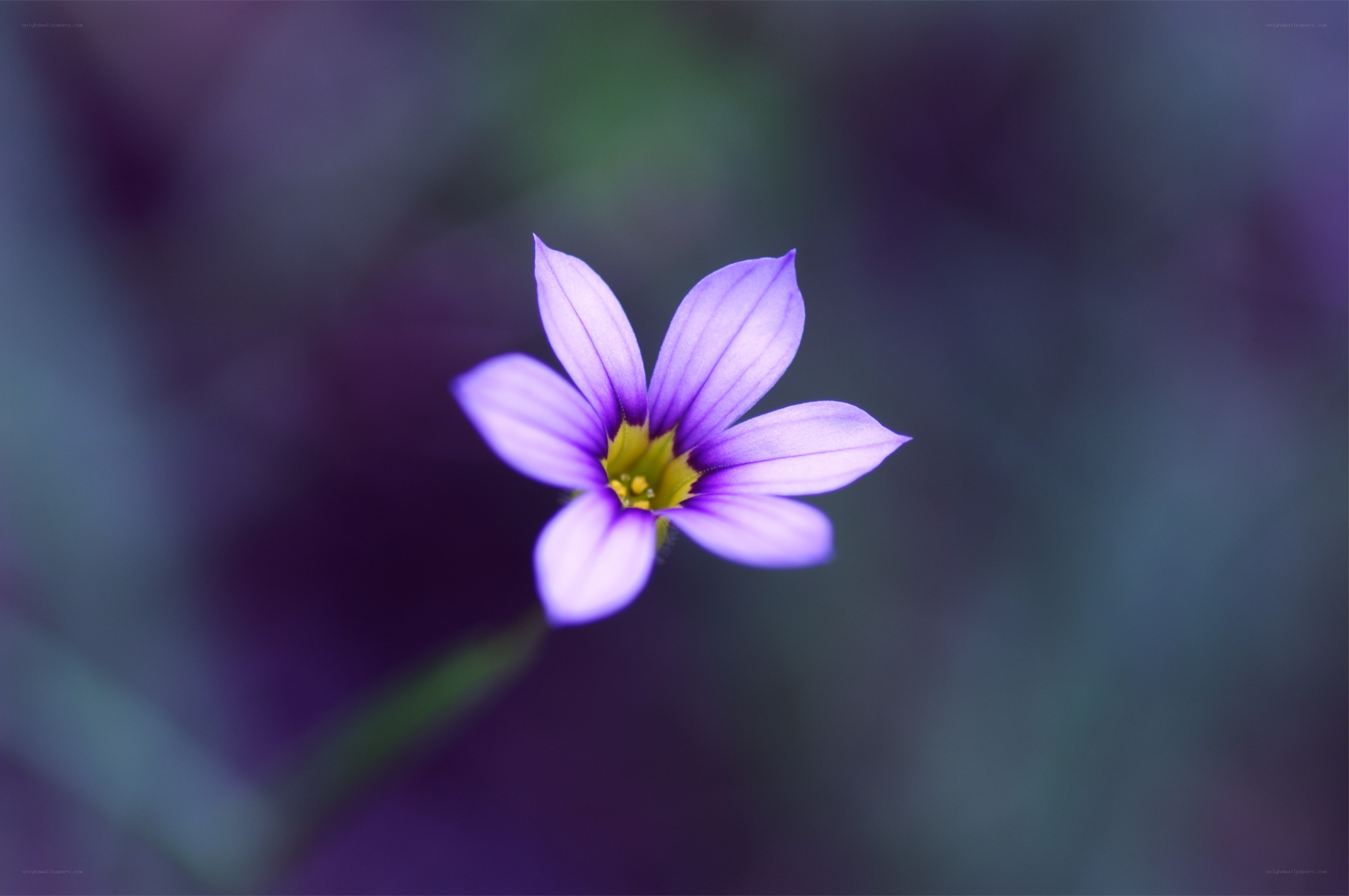 Purple flower in soft focus