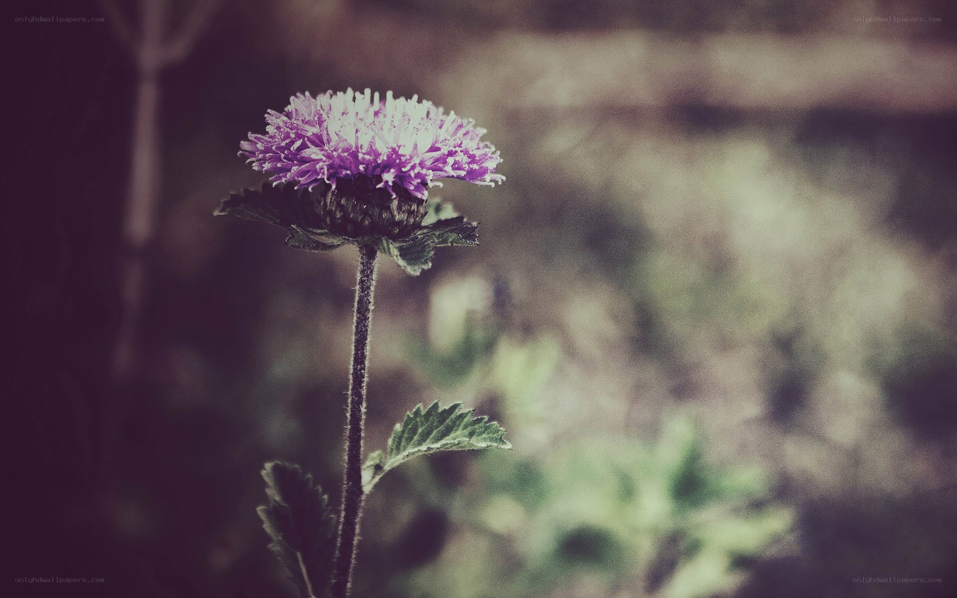 purple flower in soft focus
