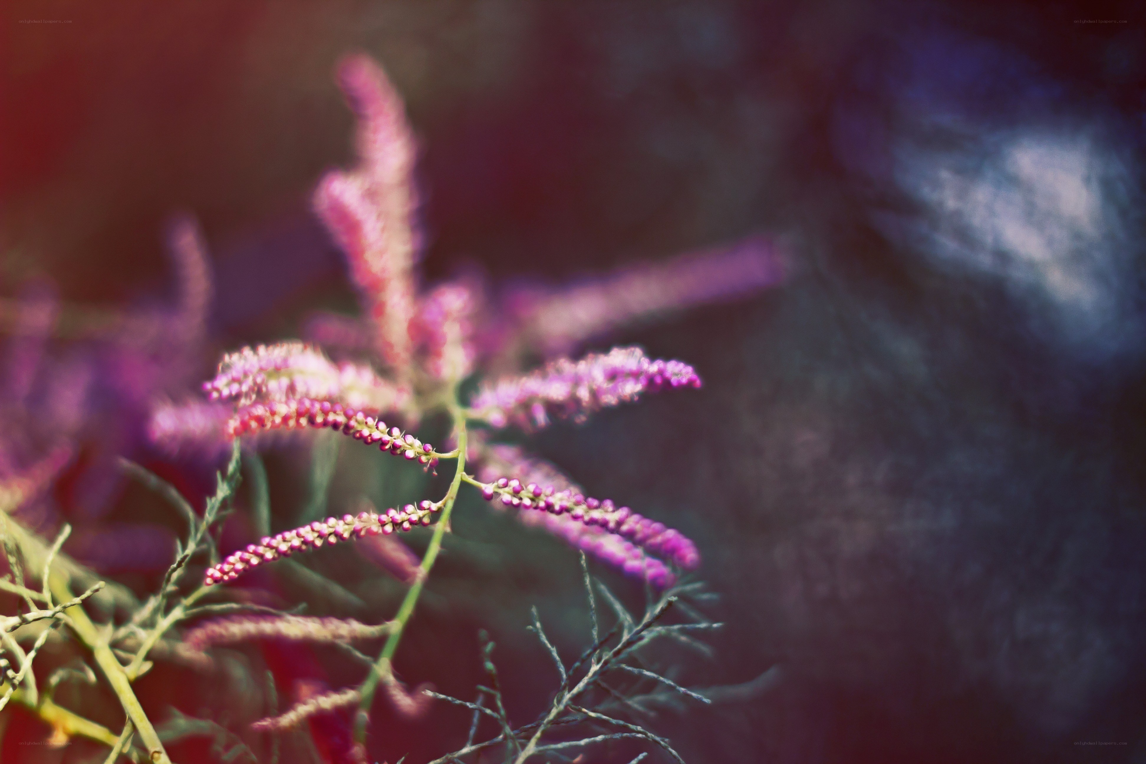 Purple flower in soft focus