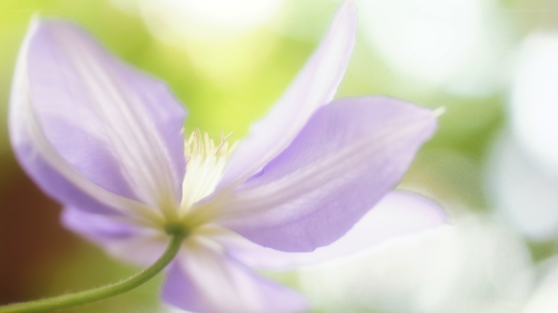 purple flower in soft focus