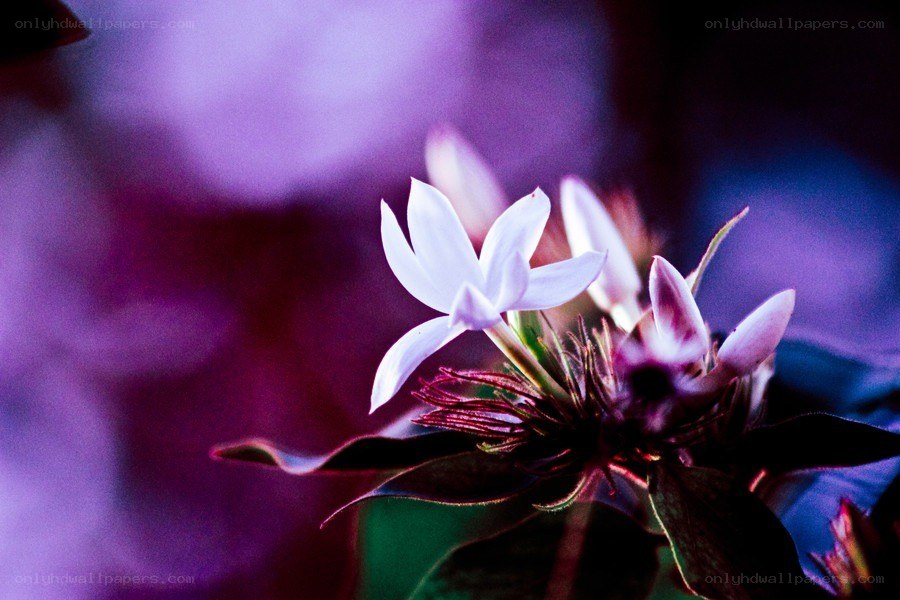 Purple flower in soft focus