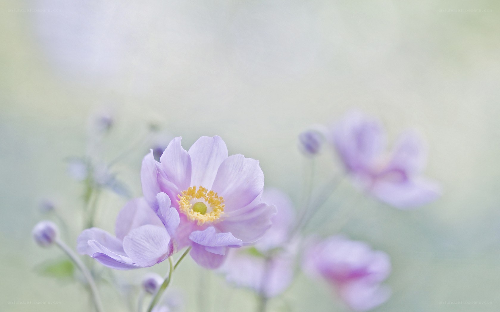 purple flower in soft focus
