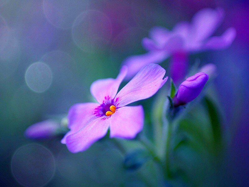 Purple flower in soft focus