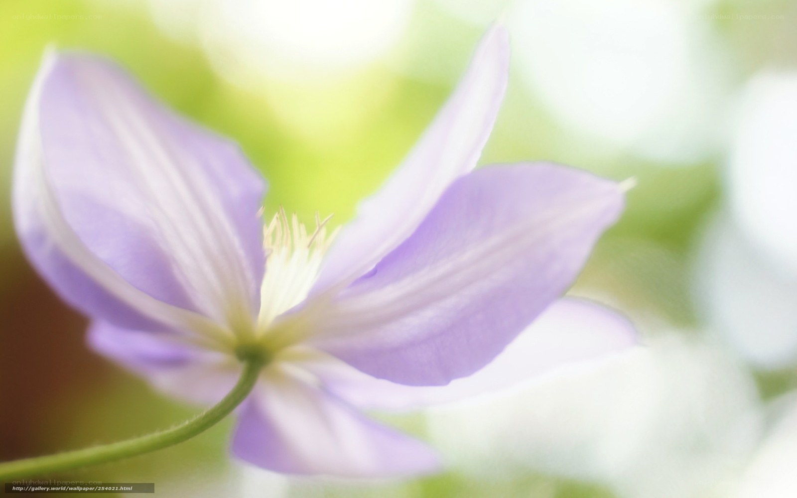 purple flower in soft focus