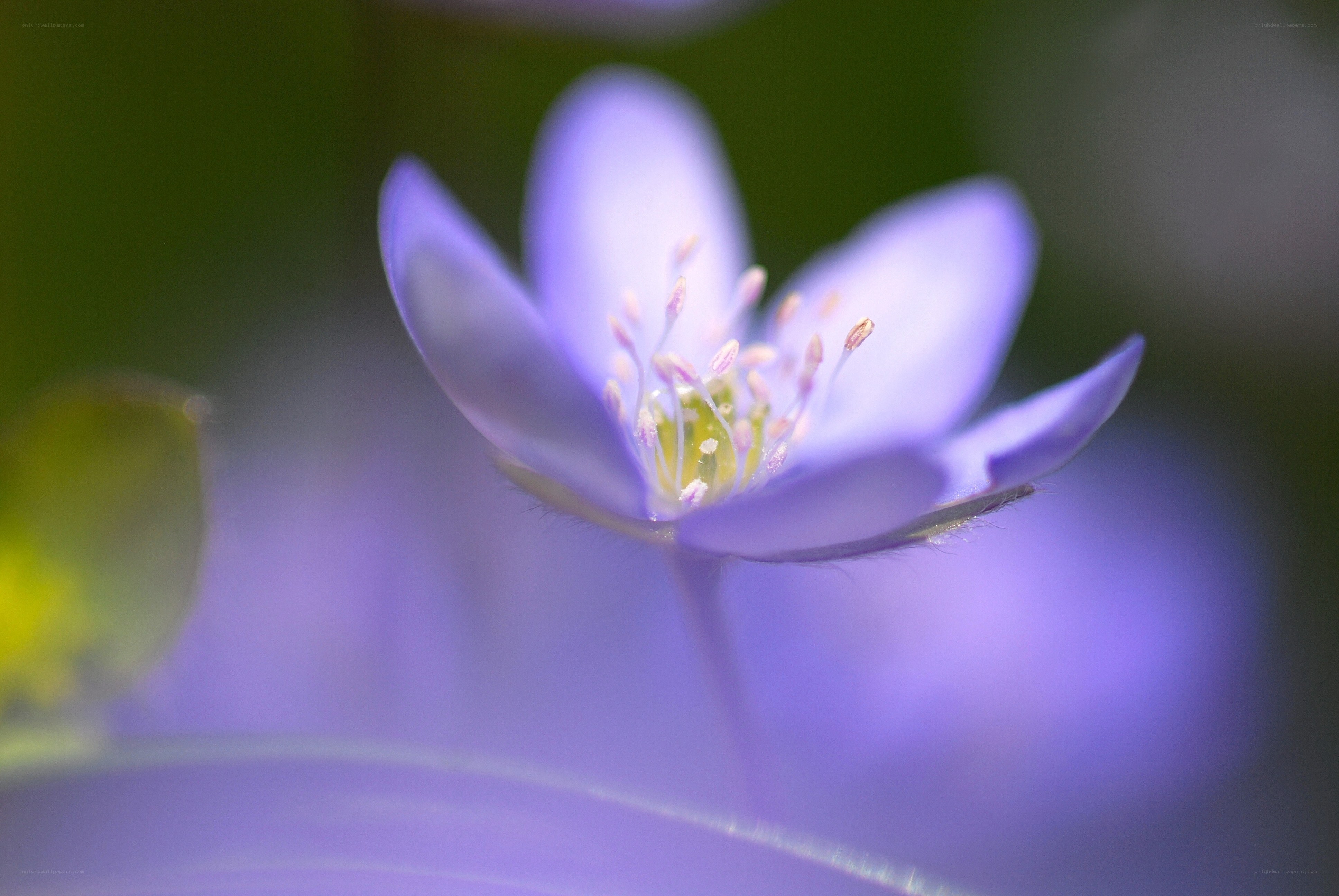 Purple flower in soft focus
