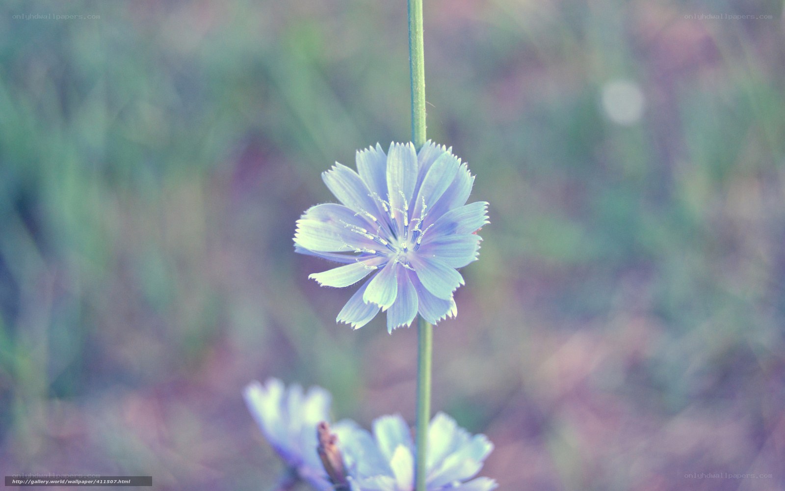 purple flower in soft focus