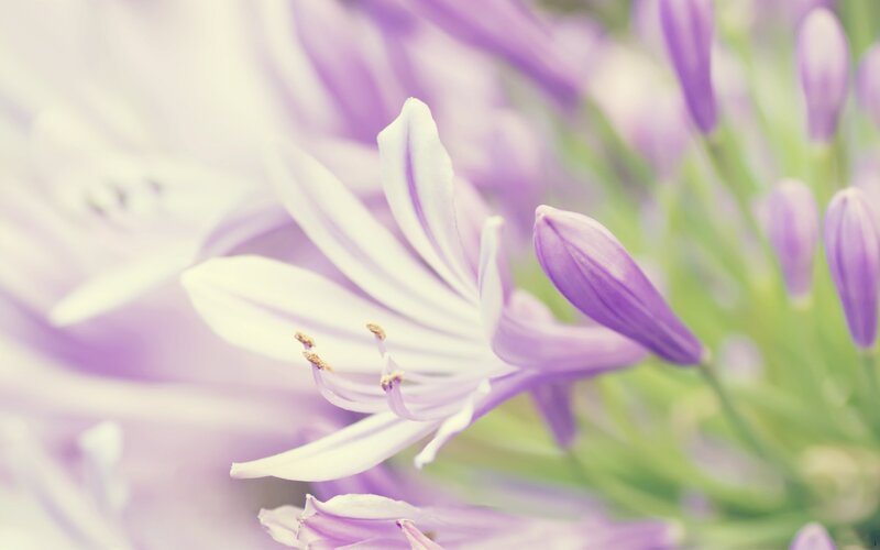 purple flower in soft focus