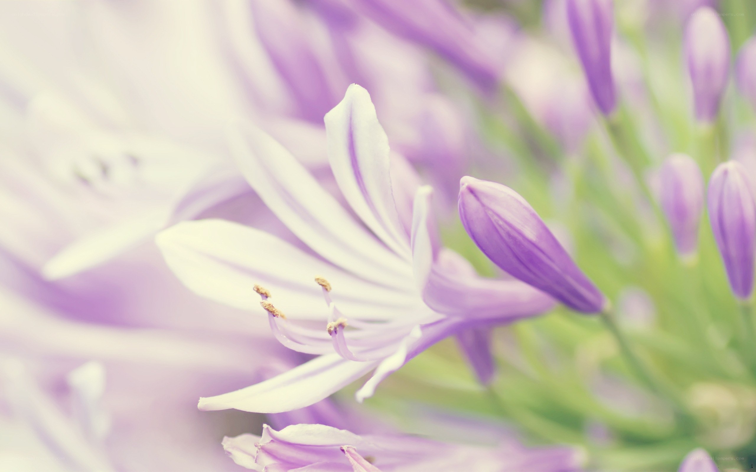purple flower in soft focus