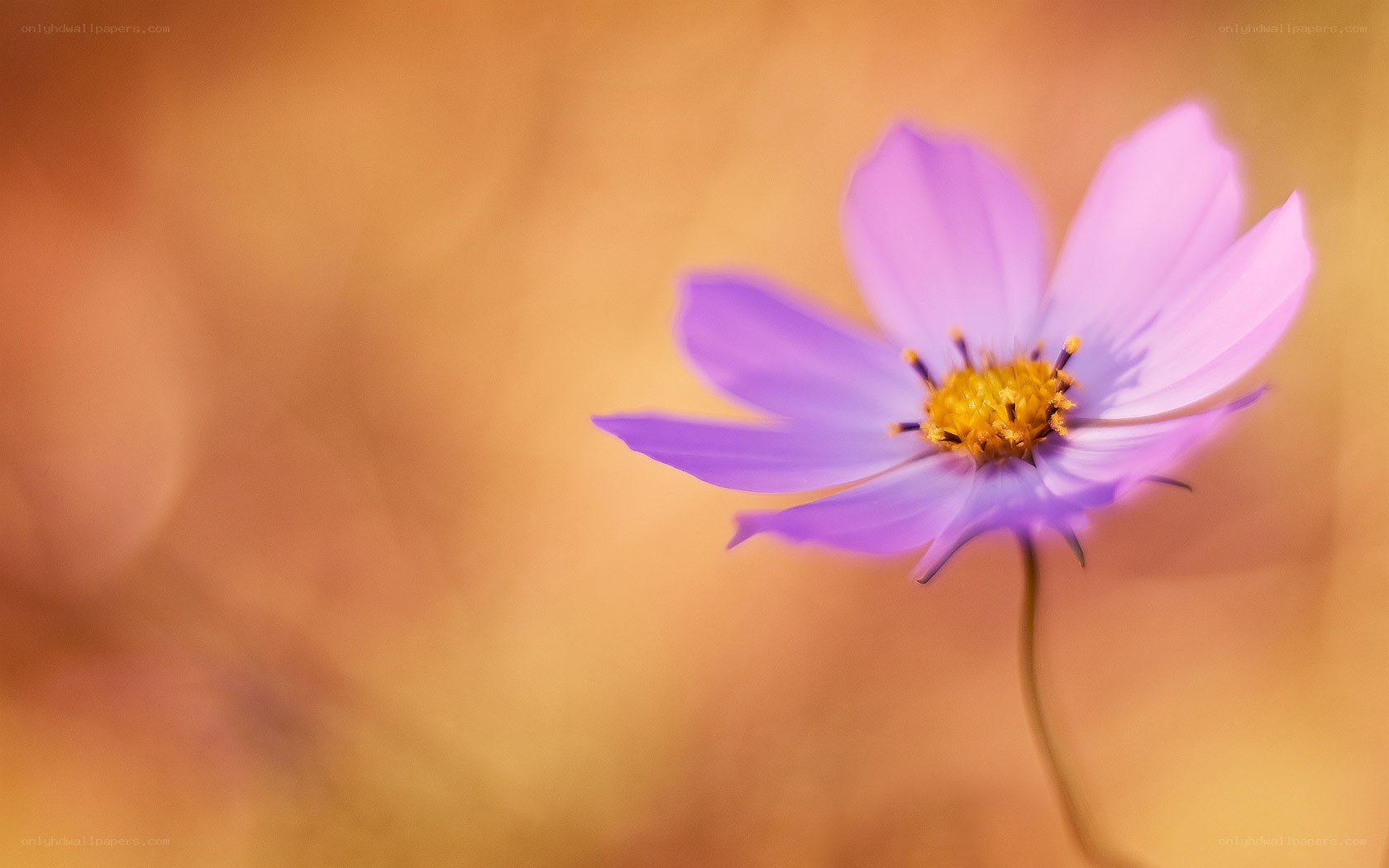 purple flower in soft focus