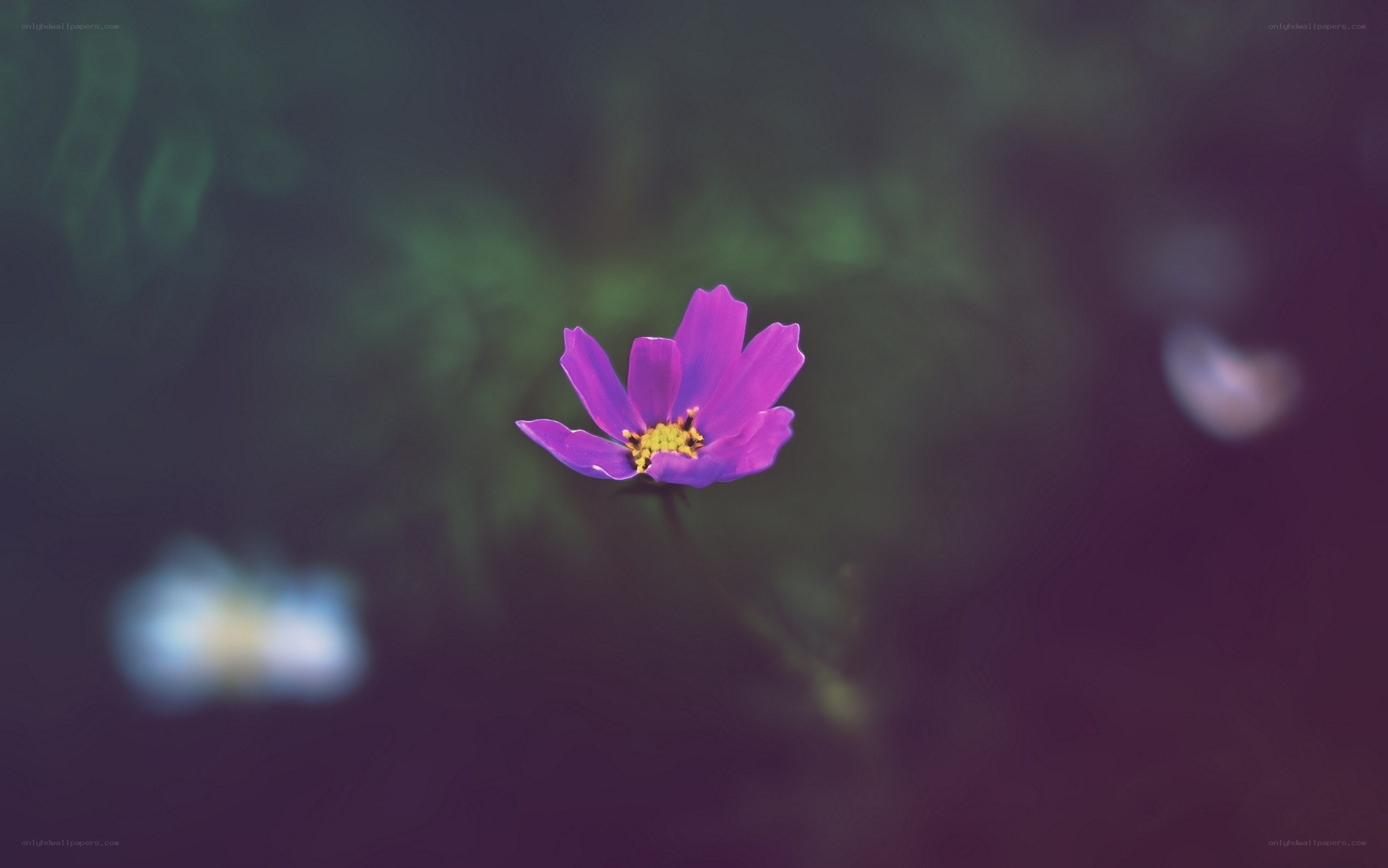 Purple flower in soft focus