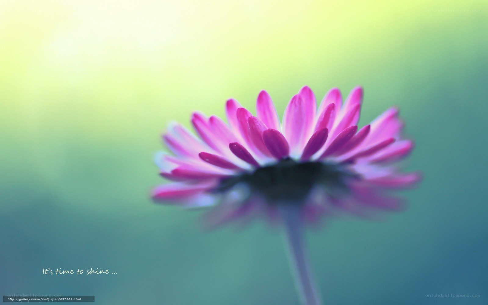 purple flower in soft light