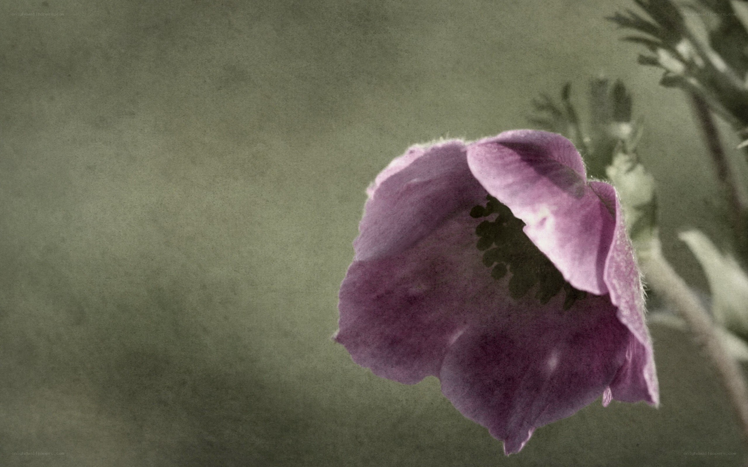 purple flower in soft light