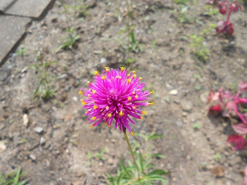 Purple Flower in Soil — Calm