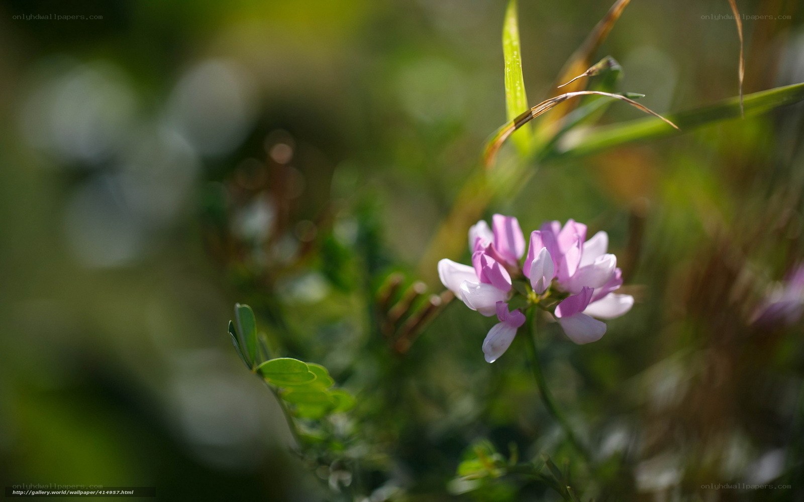 Purple flower in sunlight
