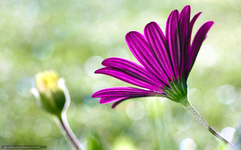 Purple flower in sunlight