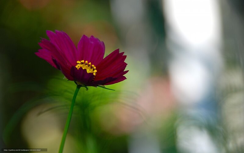 Purple flower in sunlight