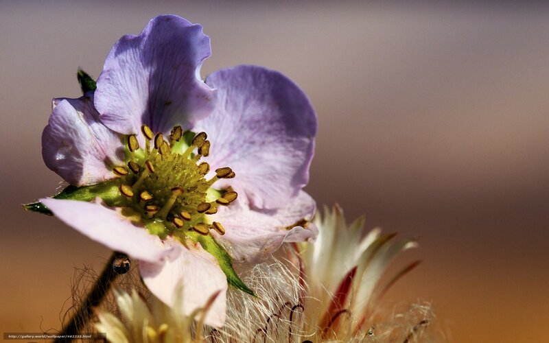 purple flower in sunlight