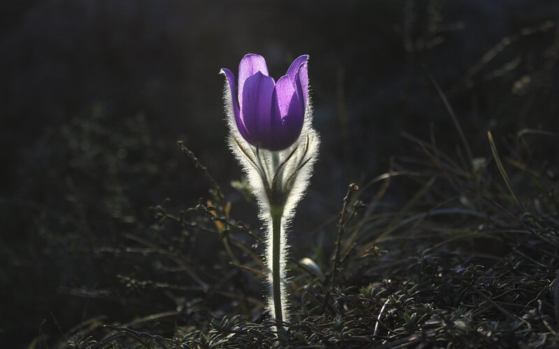 Purple flower in sunlight