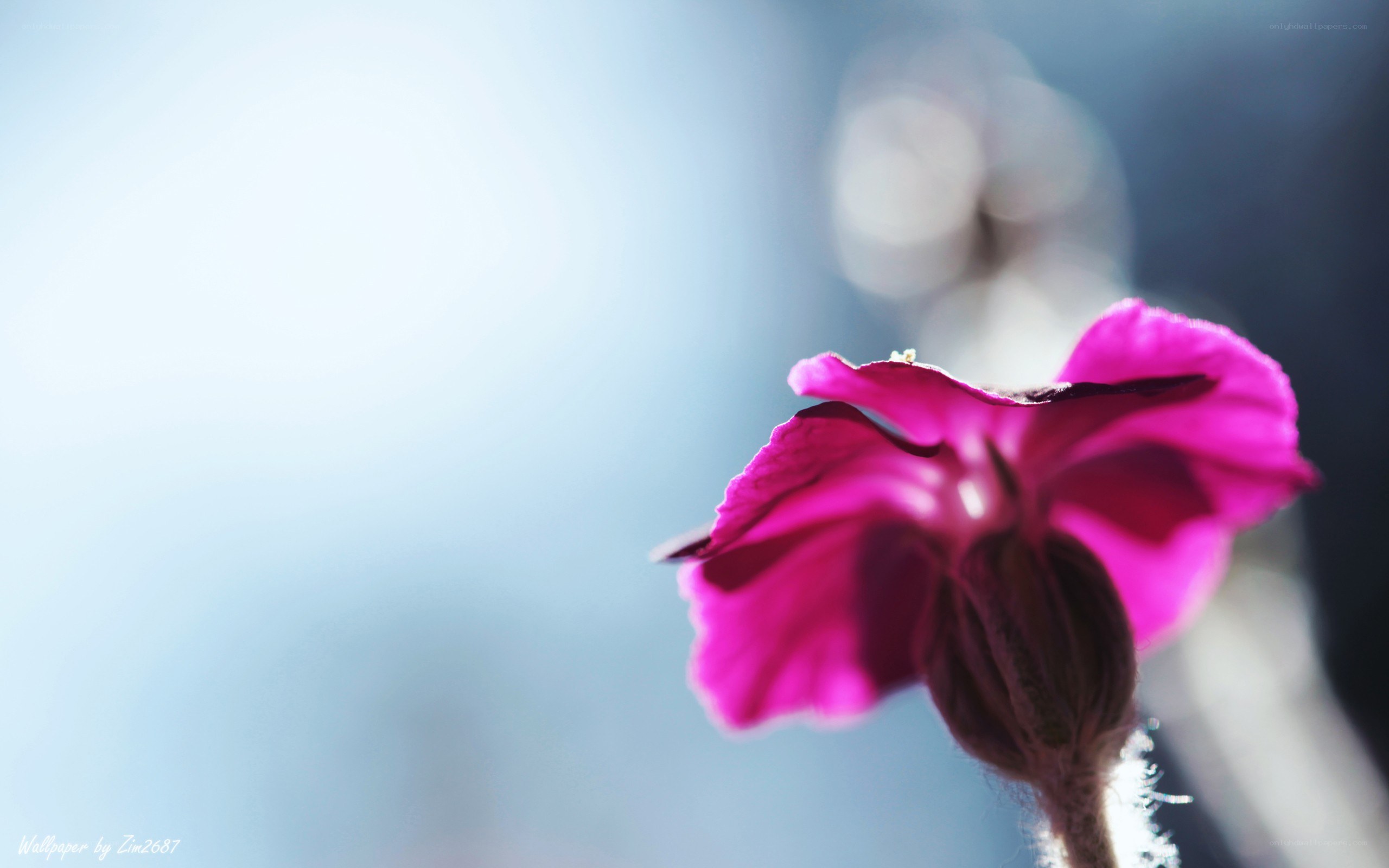 purple flower in sunlight