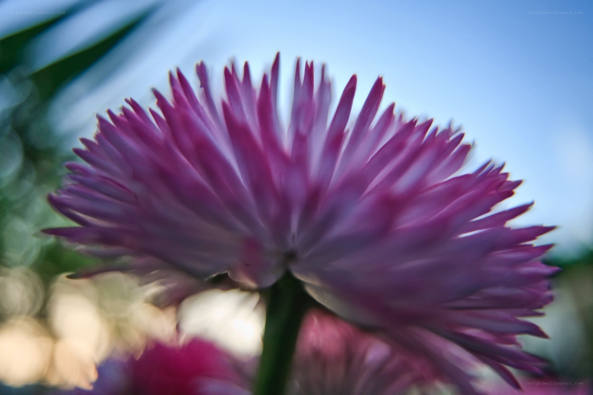 Purple flower in sunlight