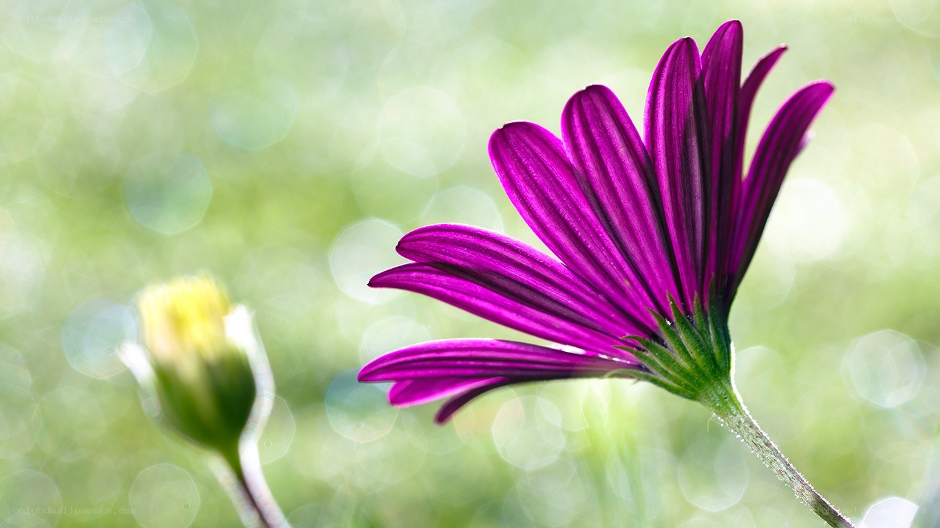 Purple flower in sunlight