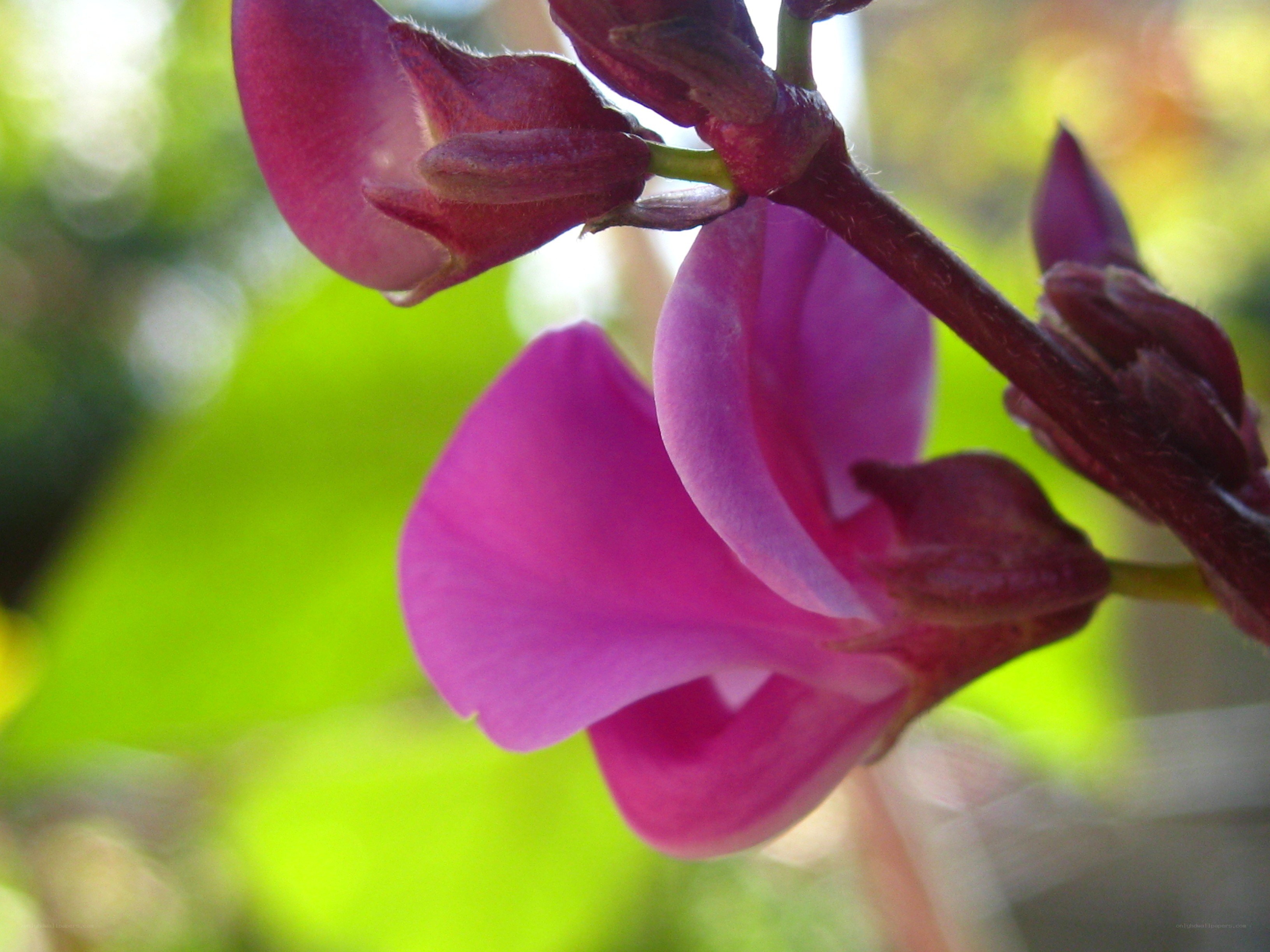 purple flower in sunlight