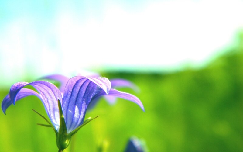 purple flower in sunlight