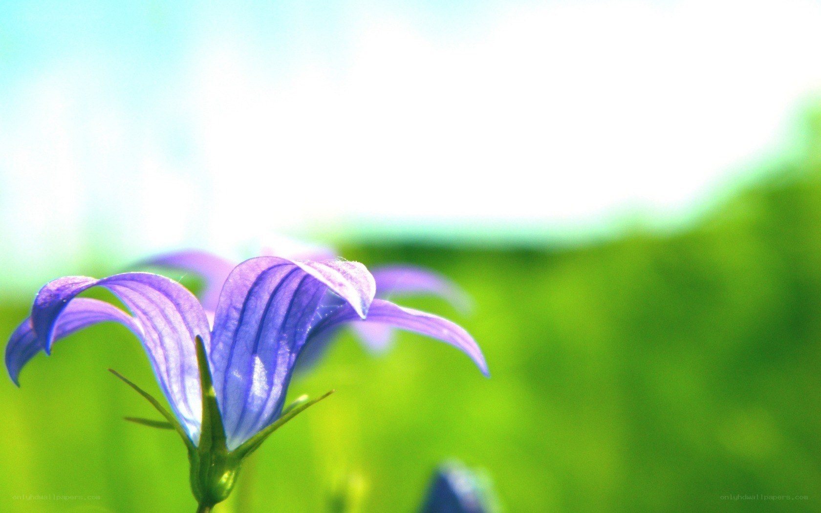 purple flower in sunlight