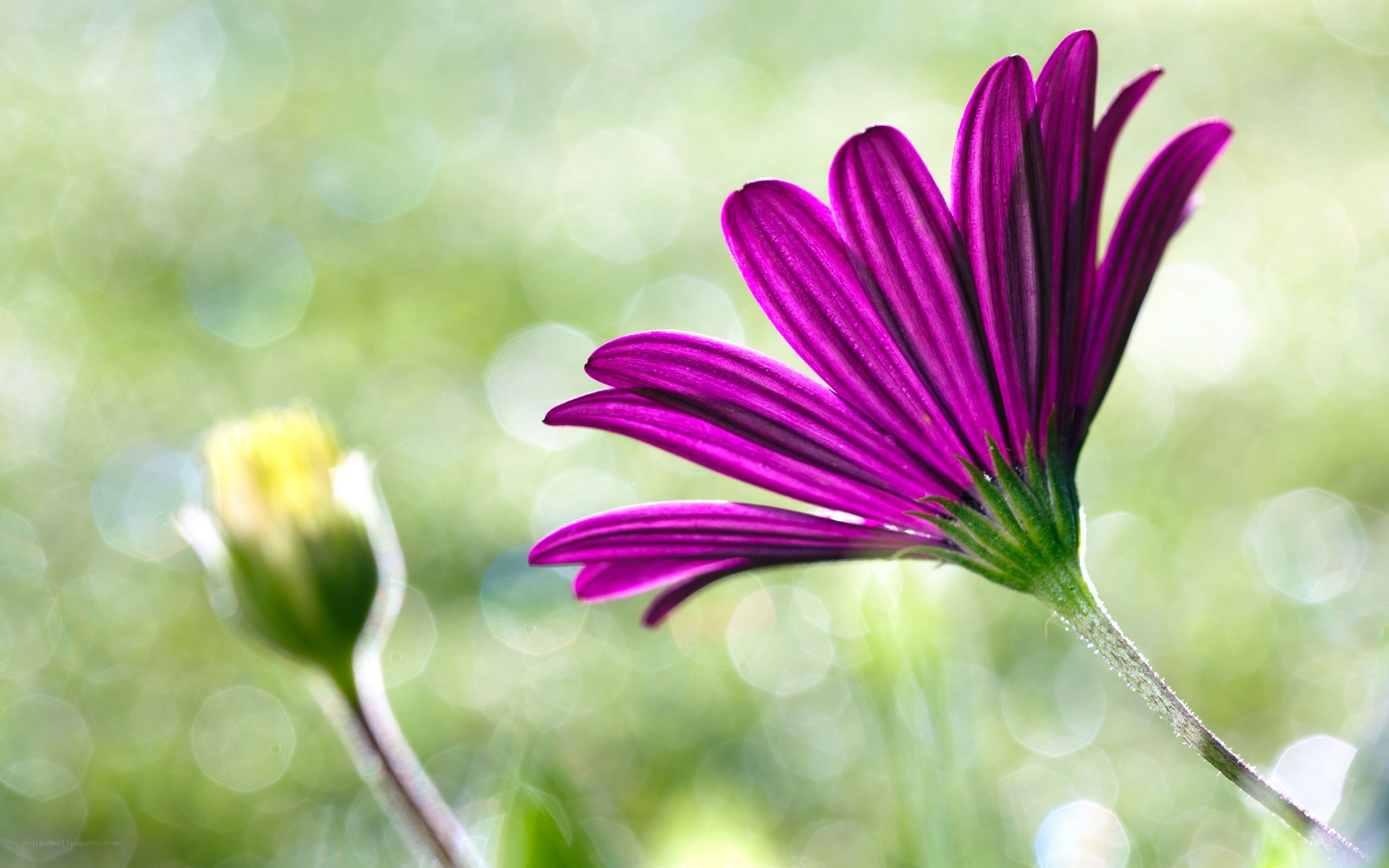 Purple flower in sunlight