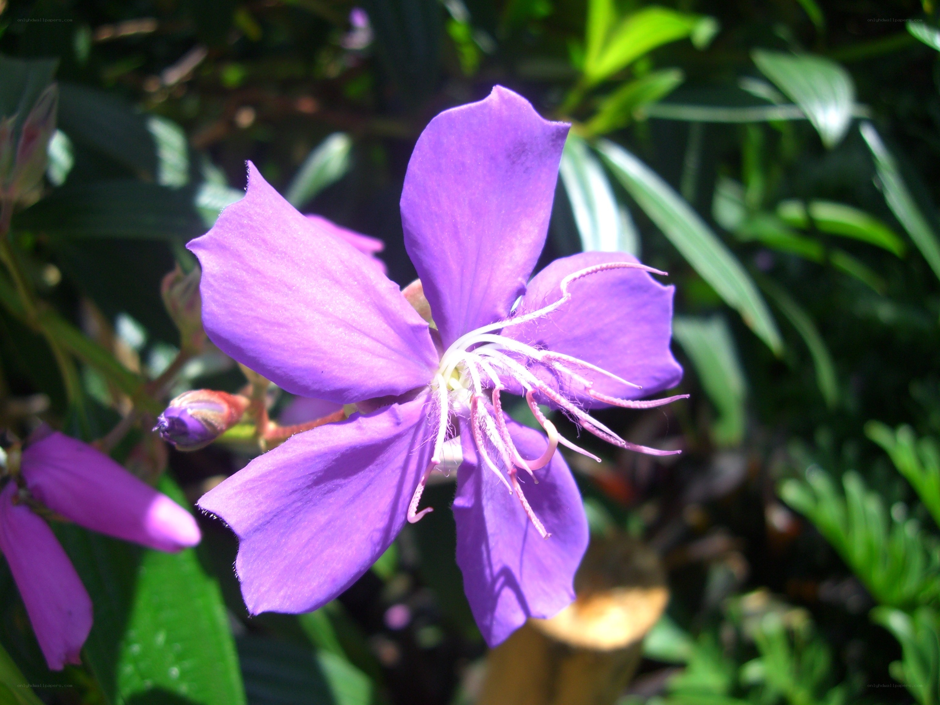 purple flower in sunlight