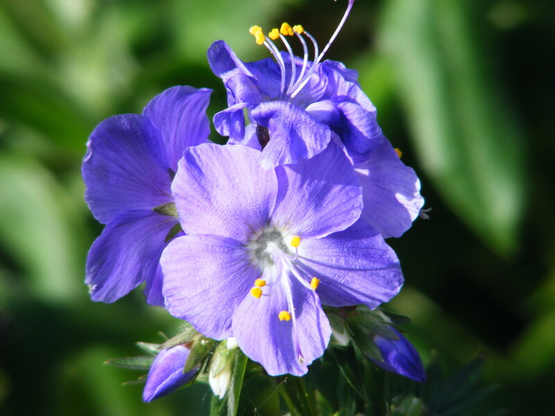 purple flower in sunlight
