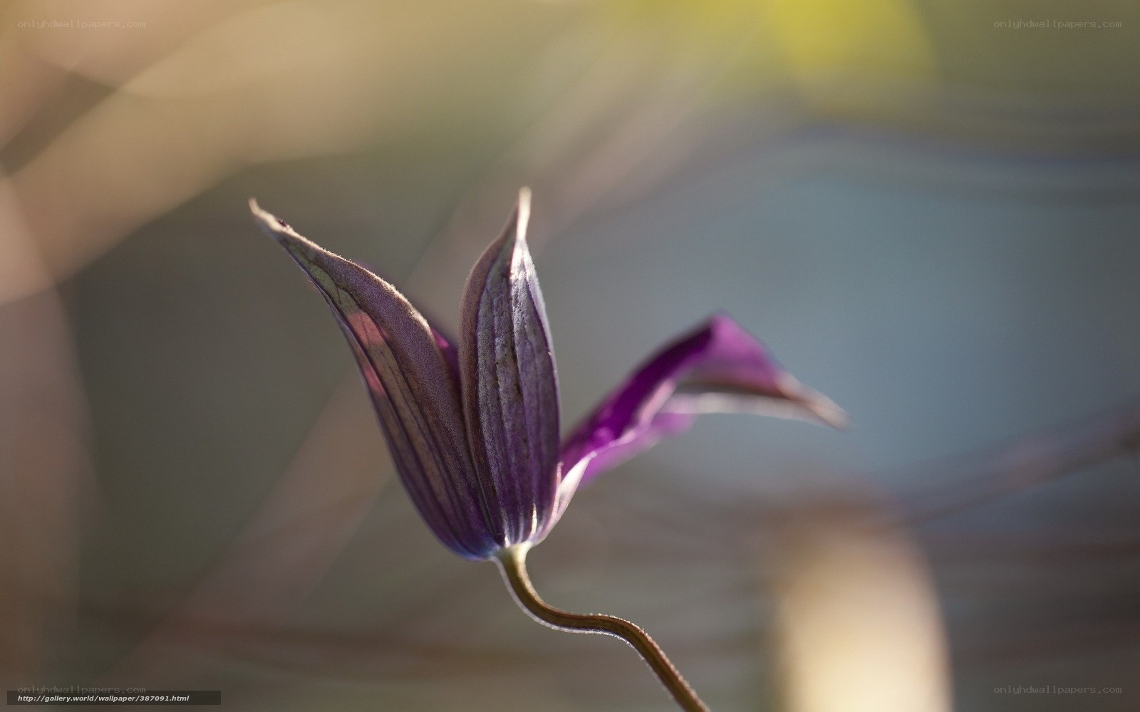 Purple flower in sunlight
