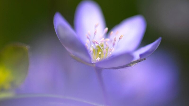 purple flower in sunlight