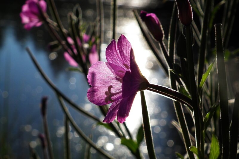 Purple Flower in Sunlight — Dramatic, Sunset