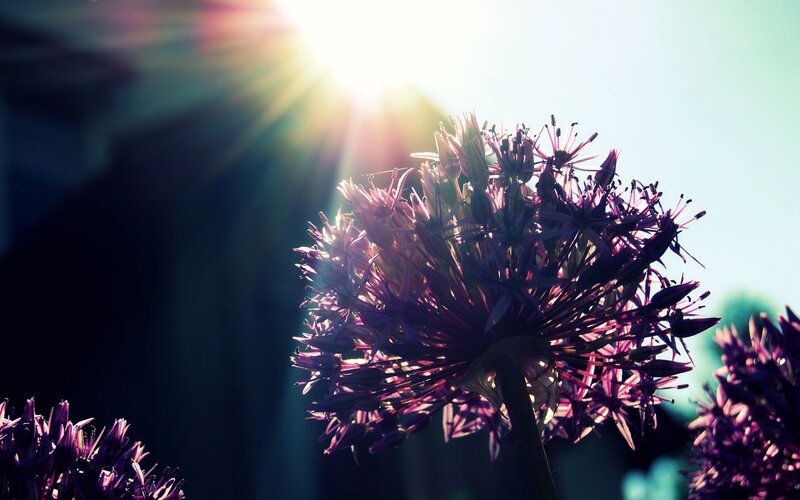 Purple Flower in Sunlight — Dramatic