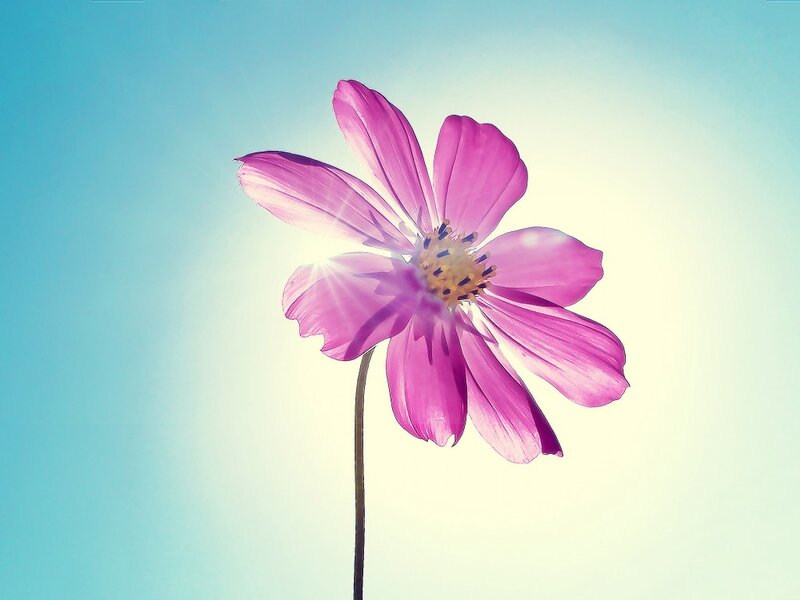 Purple Flower in Sunlight — Pink, Serene