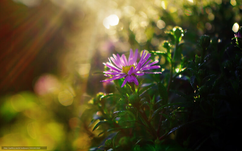 Purple Flower in Sunlight — Serene